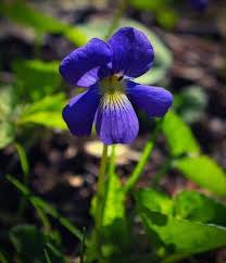 Attēlu rezultāti vaicājumam “Viola sororia flower”