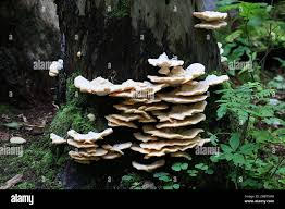 Attēlu rezultāti vaicājumam “Climacocystis borealis”