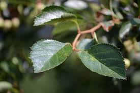 Attēlu rezultāti vaicājumam “Crataegus x macrocarpa leaf”