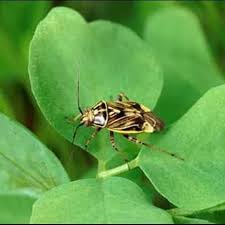 Attēlu rezultāti vaicājumam “Miridae”