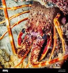 Image result for Palinurus elephas