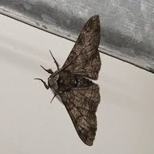 Attēlu rezultāti vaicājumam “Biston betularia”