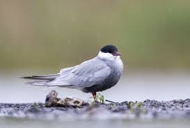 Attēlu rezultāti vaicājumam “Chlidonias hybrida adult”