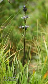 Attēlu rezultāti vaicājumam “Swertia perennis”