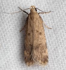 Attēlu rezultāti vaicājumam “Gelechia scotinella”
