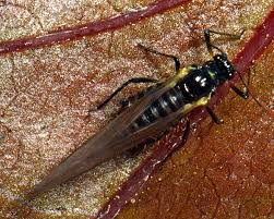 Attēlu rezultāti vaicājumam “Aphodius sp. imago”