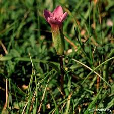 Attēlu rezultāti vaicājumam “Gentianella campestris”