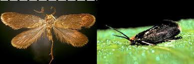 Attēlu rezultāti vaicājumam “Micropterigidae”