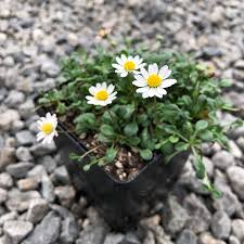 Attēlu rezultāti vaicājumam “Craterium minutum young”