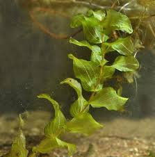 Attēlu rezultāti vaicājumam “Potamogeton perfoliatus flower”