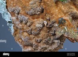 Attēlu rezultāti vaicājumam “Phellinus ferruginosus”