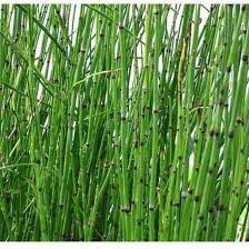 Attēlu rezultāti vaicājumam “Equisetum hyemale”