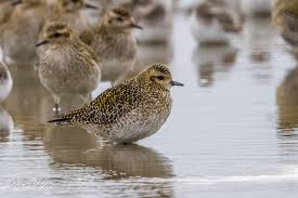 Attēlu rezultāti vaicājumam “Pluvialis apricaria adult”