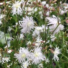 Attēlu rezultāti vaicājumam “Lychnis flos-cuculi flower”