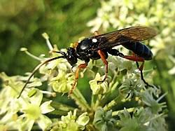 Attēlu rezultāti vaicājumam “Ichneumonidae imago”