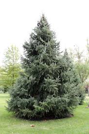 Attēlu rezultāti vaicājumam “Pseudotsuga menziesii”