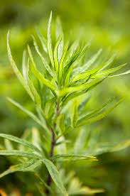 Attēlu rezultāti vaicājumam “Artemisia vulgaris”