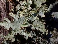 Attēlu rezultāti vaicājumam “Platismatia glauca”