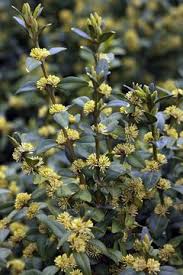 Attēlu rezultāti vaicājumam “Buxus sempervirens flower”