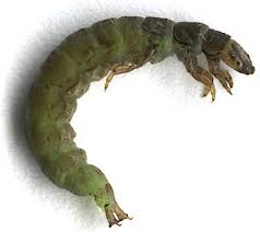Attēlu rezultāti vaicājumam “Raphidia larva”