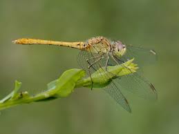 Attēlu rezultāti vaicājumam “Sympetrum”