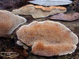 Attēlu rezultāti vaicājumam “Antrodia sinuosa”