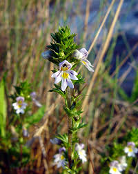 Image result for Euphrasia stricta