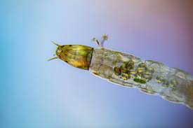 Attēlu rezultāti vaicājumam “Chironomidae larvae”