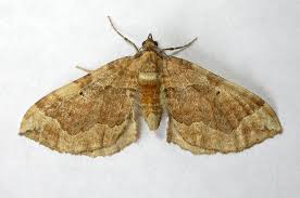 Attēlu rezultāti vaicājumam “Pelurga comitata”