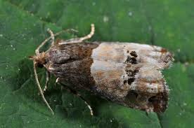 Attēlu rezultāti vaicājumam “Notocelia roborana”