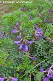 Attēlu rezultāti vaicājumam “Astragalus arenarius fruit”