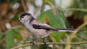 Attēlu rezultāti vaicājumam “Aegithalos caudatus adult”