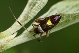Attēlu rezultāti vaicājumam “Closterotomus biclavatus nymph”
