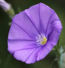 Attēlu rezultāti vaicājumam “Convolvulus arvensis flower”