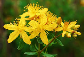 Attēlu rezultāti vaicājumam “Hypericum perforatum flower”
