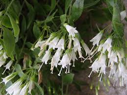 Image result for Campanula moesiaca