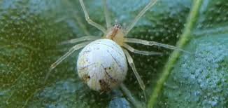 Attēlu rezultāti vaicājumam “Phylloneta cocoon”