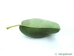 Attēlu rezultāti vaicājumam “Pyrus communis leaf”