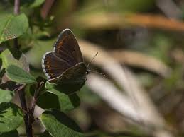 Attēlu rezultāti vaicājumam “Aricia artaxerxes”