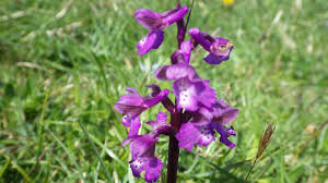 Attēlu rezultāti vaicājumam “Orchis morio”