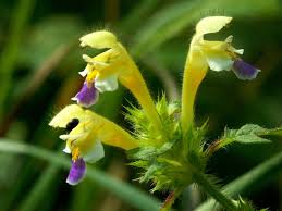 Attēlu rezultāti vaicājumam “Galeopsis speciosa leaf”