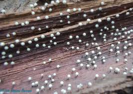 Attēlu rezultāti vaicājumam “Craterium aureonucleatum spores”