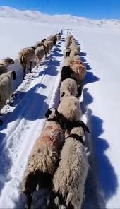 Image result for badalini tehron