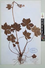 Attēlu rezultāti vaicājumam “Sanicula europaea”