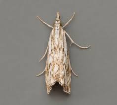 Attēlu rezultāti vaicājumam “Catoptria fulgidella”