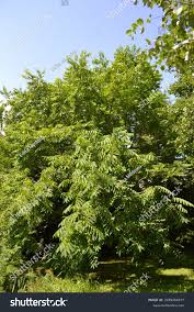 Attēlu rezultāti vaicājumam “Juglans ailanthifolia”