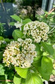 Attēlu rezultāti vaicājumam “Viburnum lantana”