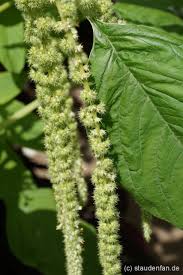 Image result for Fuchsschwanz