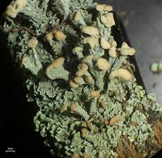 Attēlu rezultāti vaicājumam “Cladonia botrytes”