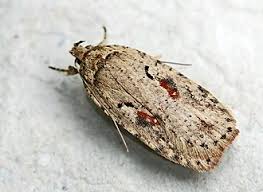 Attēlu rezultāti vaicājumam “Agonopterix hypericella”